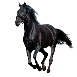 Black horse running