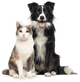 Cat and black-and-white Border Collie sitting together against a white background