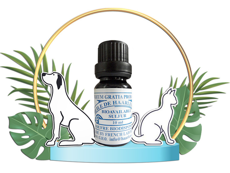 10 ml bottle of GHO Haarlem Oil for pets with illustrated dog and cat