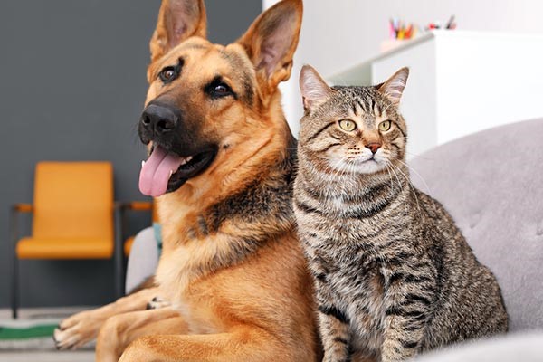 Perro y gato sentados juntos en interiores, representando la salud, la vitalidad y el bienestar de las mascotas.