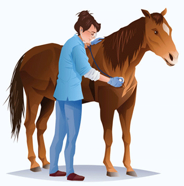 Illustration of a veterinary professional wearing gloves and using a stethoscope to examine a brown horse.