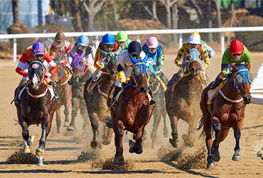 Racehorses running at full speed on a racetrack, illustrating the strength, endurance, and performance of special horses supported by proper care and nutrition.