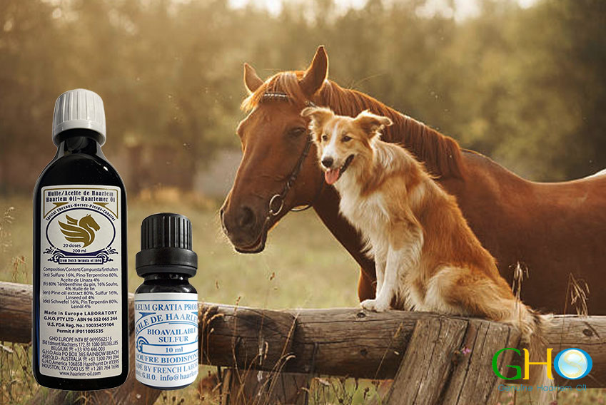 GHO Haarlem Oil bottles displayed beside a horse and dog in the countryside