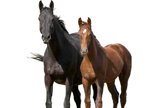 2 bottles of 200ml of 20 doses