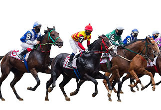 24 flaschen mit je 210ml (pro Flasche: 14 Dosen) e